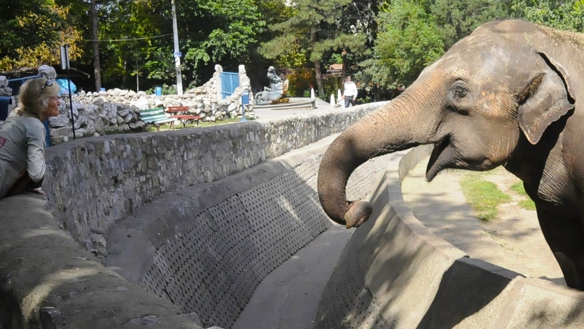 An elephant reaches out its trunk over the side of its enclosure, where people are standing