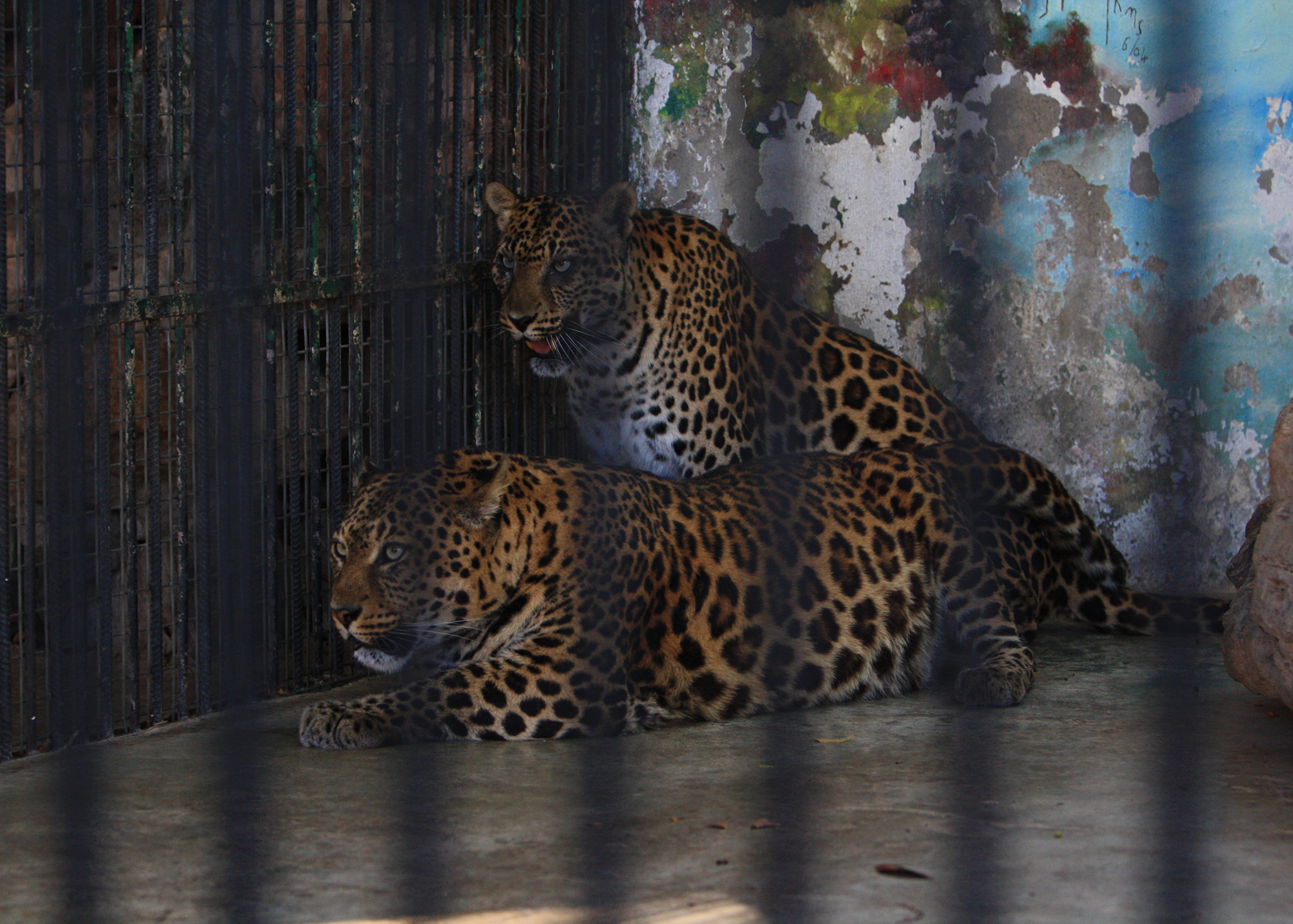 Two leopards lying on top of each other in captivity, behind bars in a small indoor enclosure