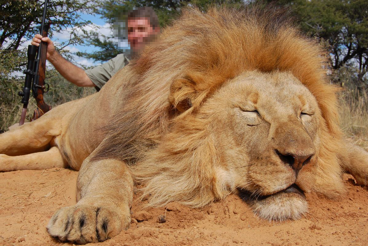 Close up of the head of a dead male lion, with a trophy hunter crouching behind it