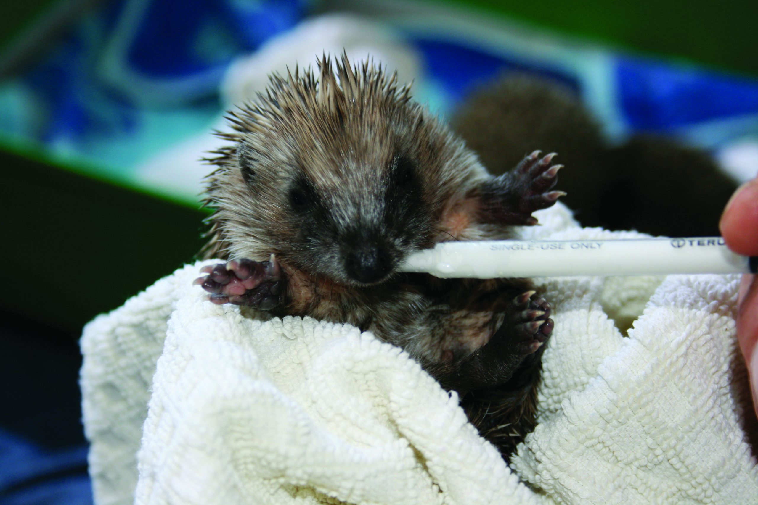 A young hedgehog wrapped up in a towel, and being fed.