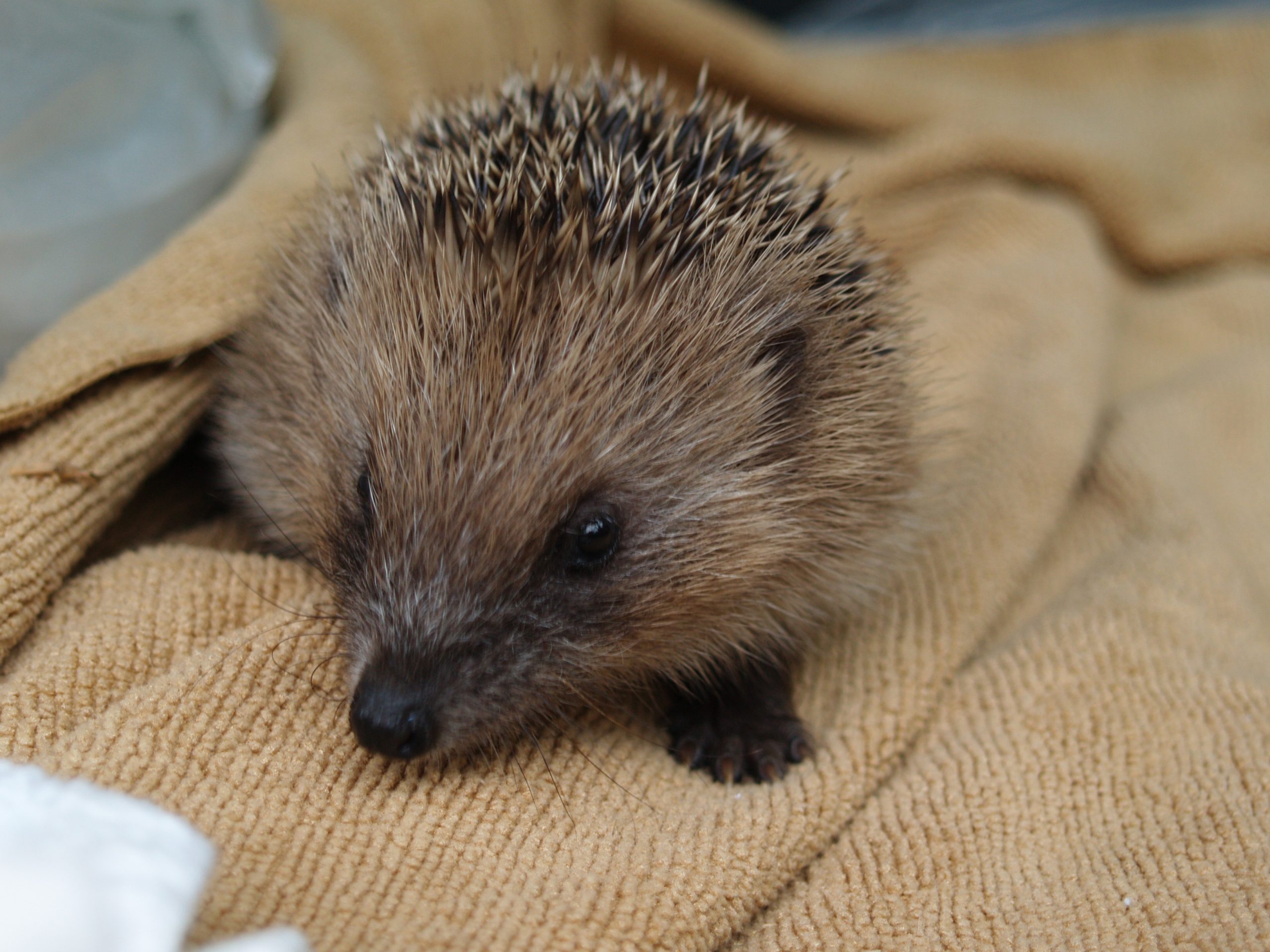 A small hedgehog is wrapped up in a blanket.