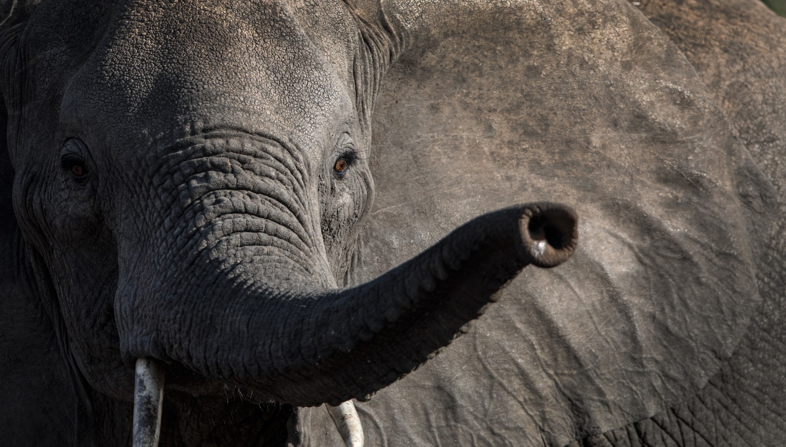 A close-up photo of an elephant's face with trunk raised