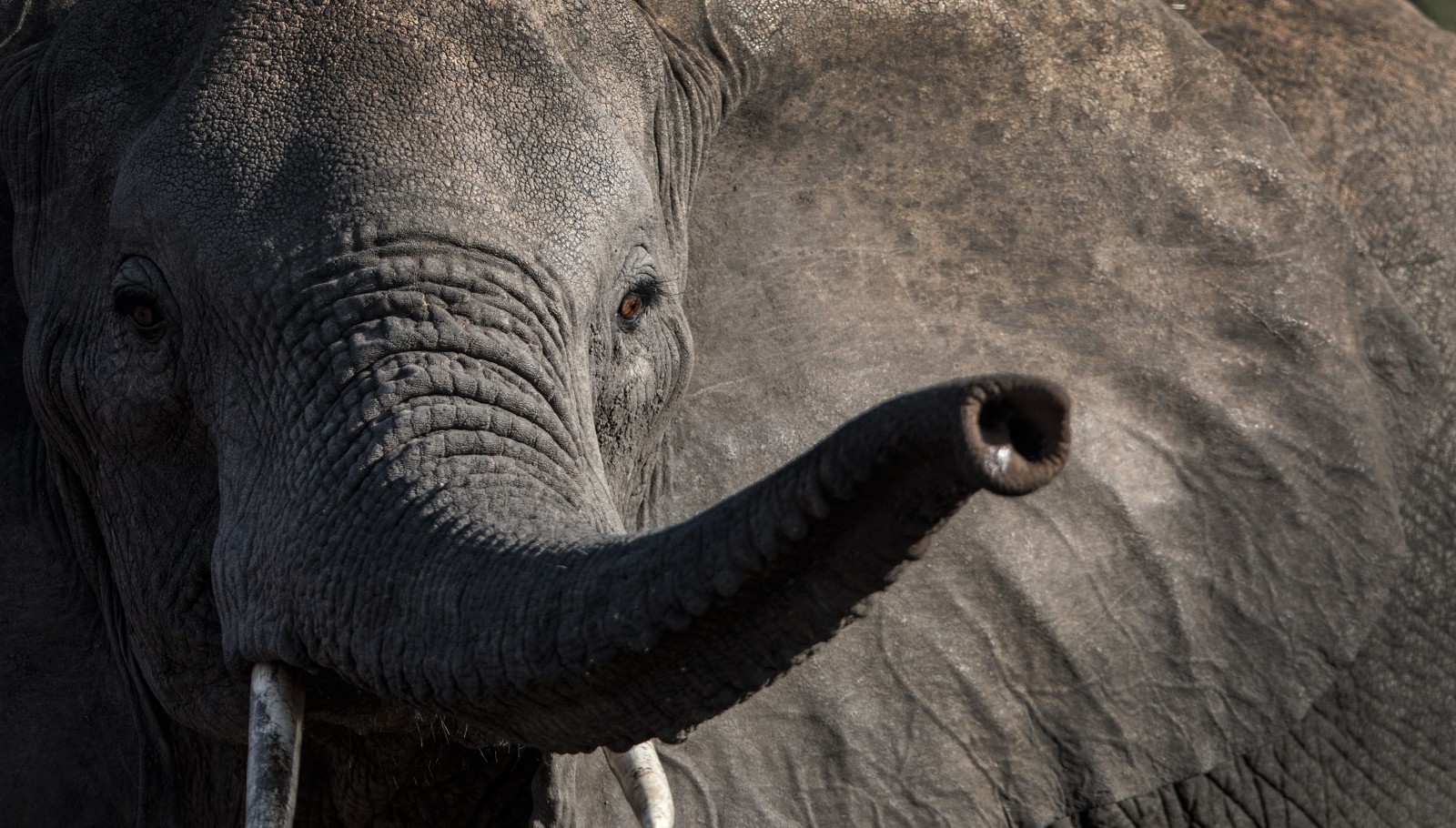 Why do elephants have trunks… and what are they for? - Born Free