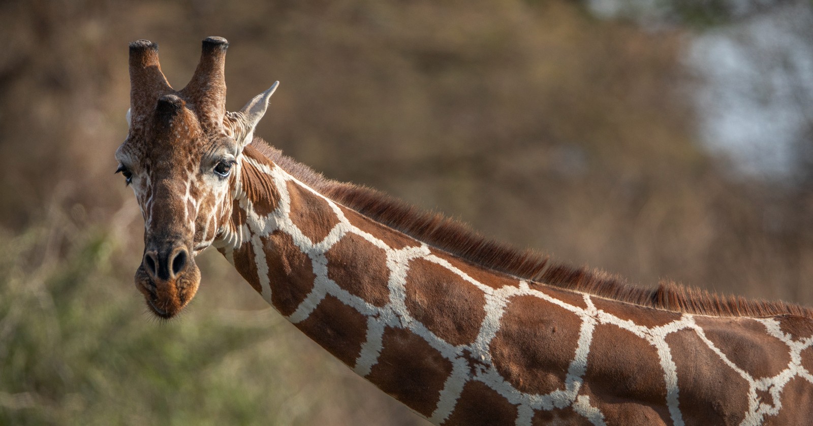A photograph of an adult giraffe. the photo shows the head and neck of the animal only, stretching from the right hand side of the picture to the left. In the background there are trees and a blue sky.