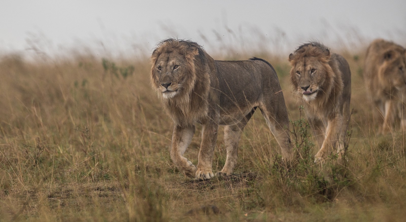 Three male lions are walking in a line across the African savannah