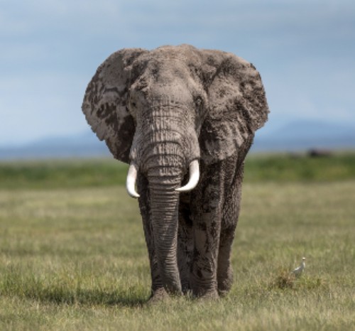A photo of an adult African elephant walking across the savannah. Blue sky behind.