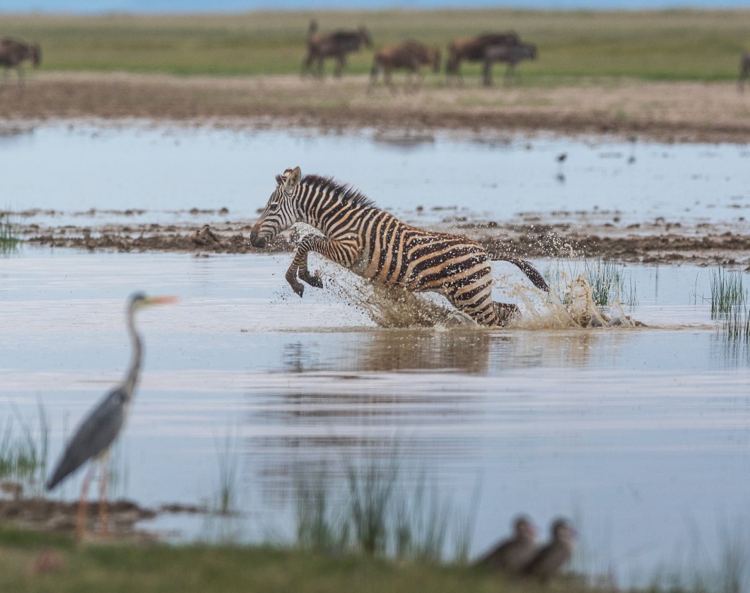 a zebra jumping in the water