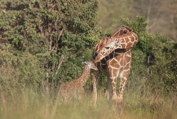A photo of a mother giraffe bending her head down to touch her baby. They are in dense trees.