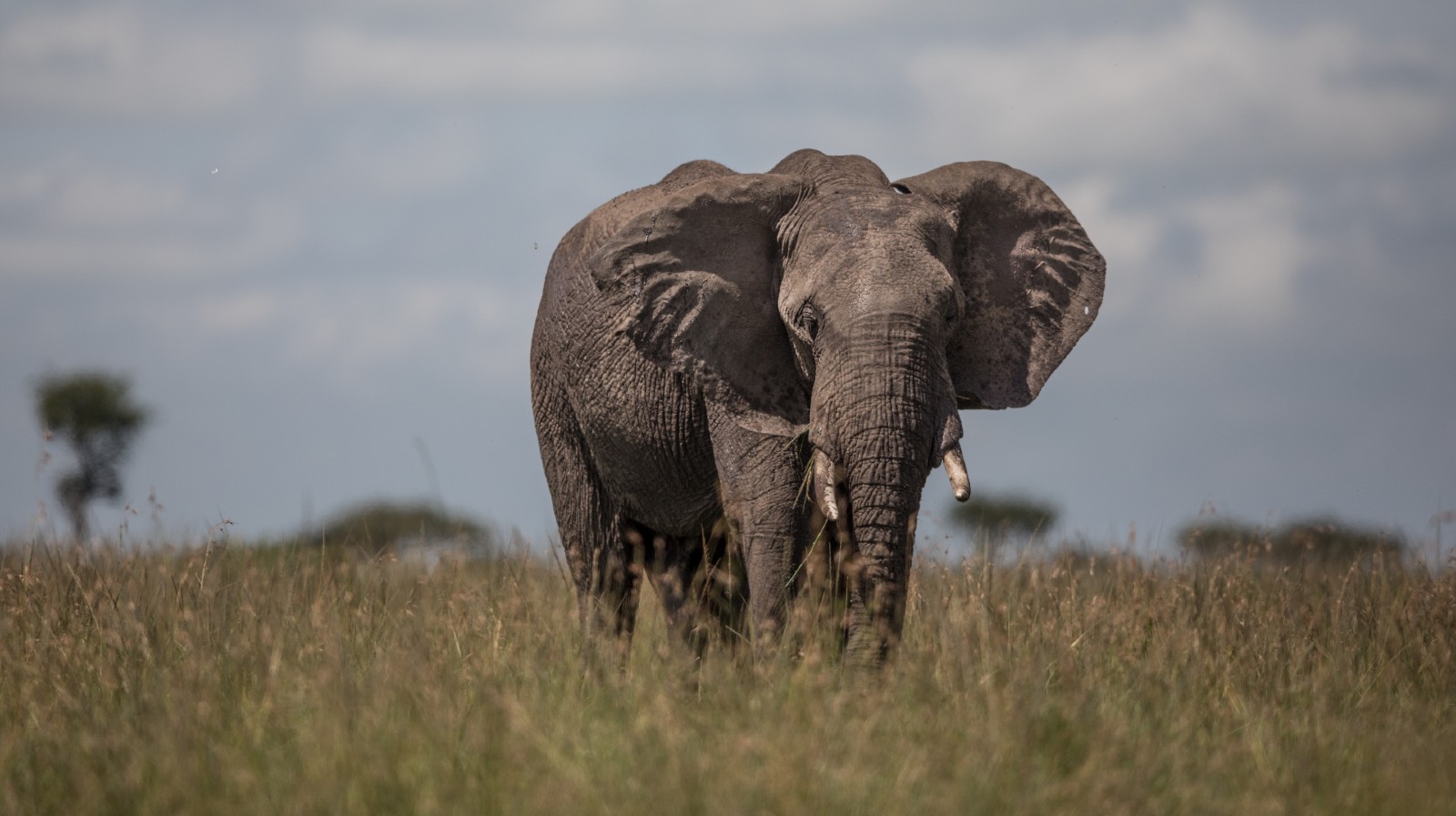 A photo of a large adult African elephant with huge tusks, standing in the bush