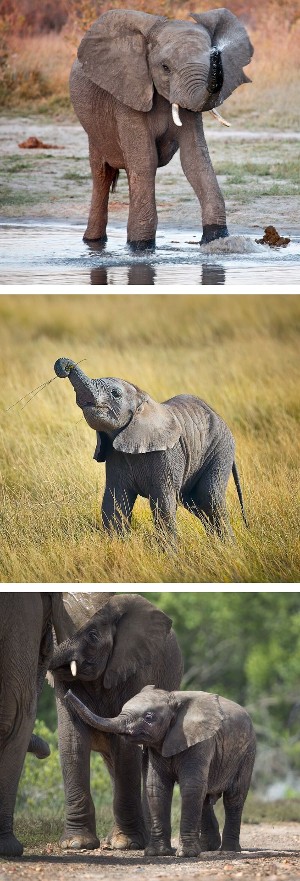 A collection of elephant photos showing calves drinking, grasping grass and communicating with their trunks