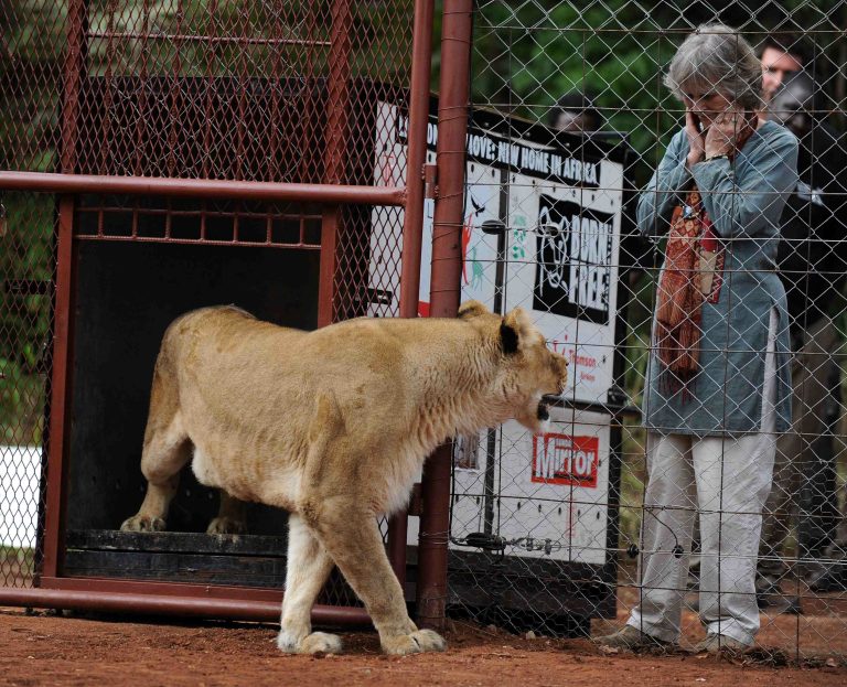 Dame Virginia McKenna and Rescued Lioness Bella in Malawi (c) Daily Mirror