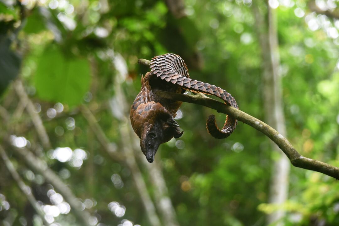A pangolin clinging upside down on a tree branch