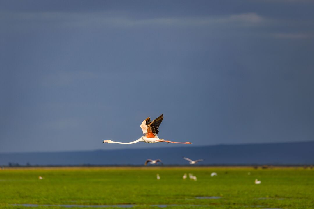 Landscape photo of flamingo flying over grassland.