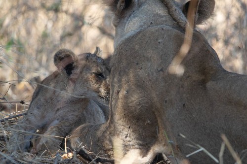 A lioness and her cub