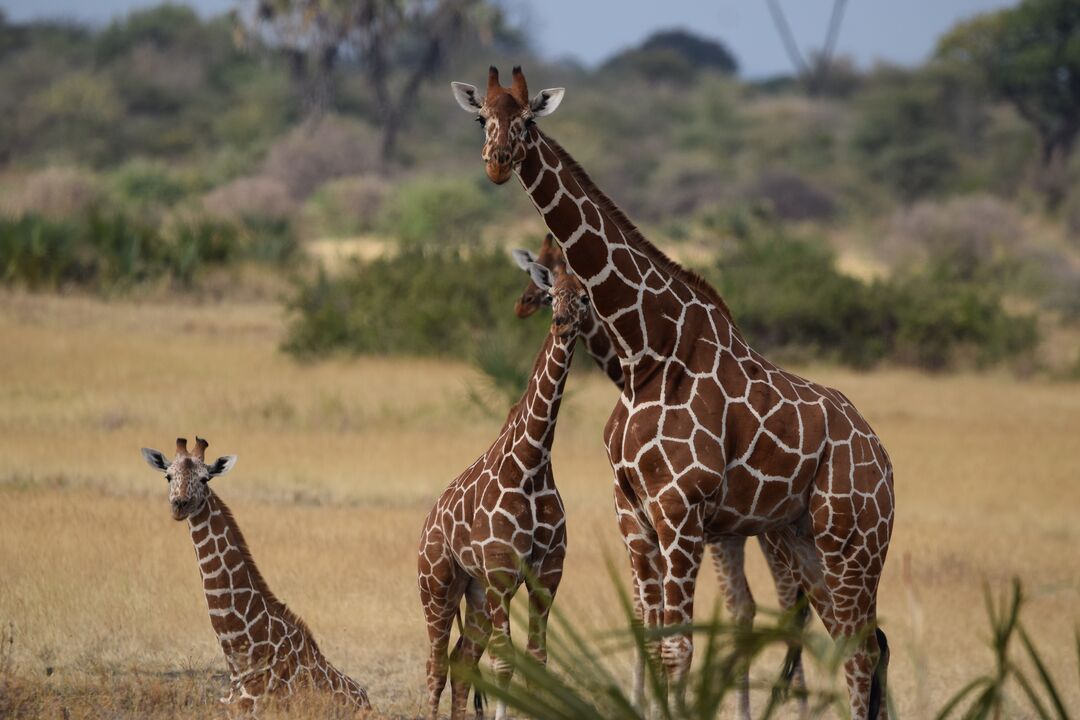 An adult giraffe standing with two young giraffes in the savannah