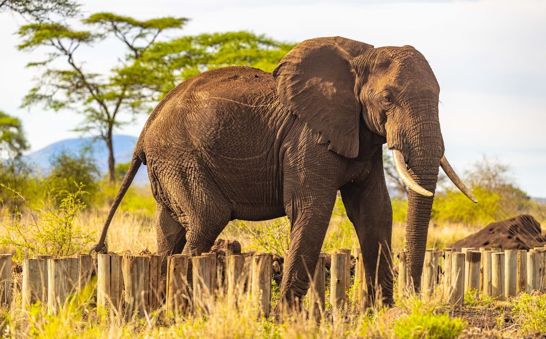 An elephant from Meru's Giants roaming amongst the grassland in the bright sun.