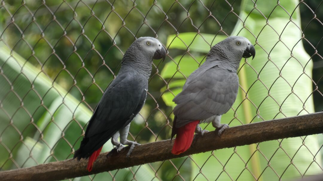 Two African grey parrots sitting inside an aviary