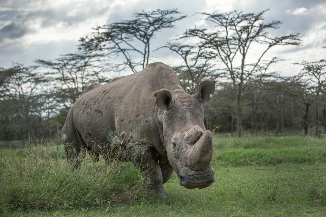 A large adult rhino in lush green surroundings
