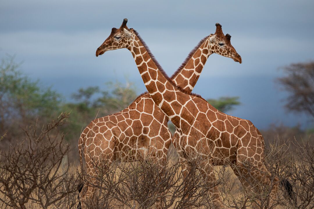 Two giraffes facing each other with their necks crossing over