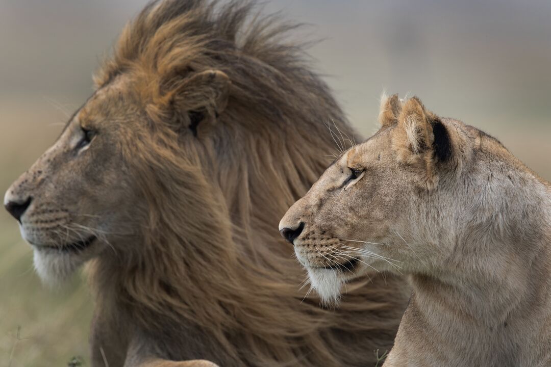 A lion and lioness, side on to the camera with the wind blowing through their manes