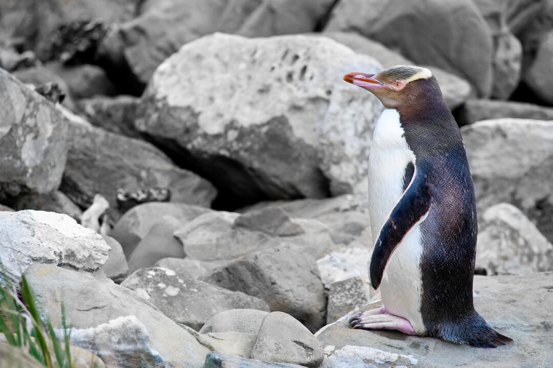 A penguin standing alone on some rocks