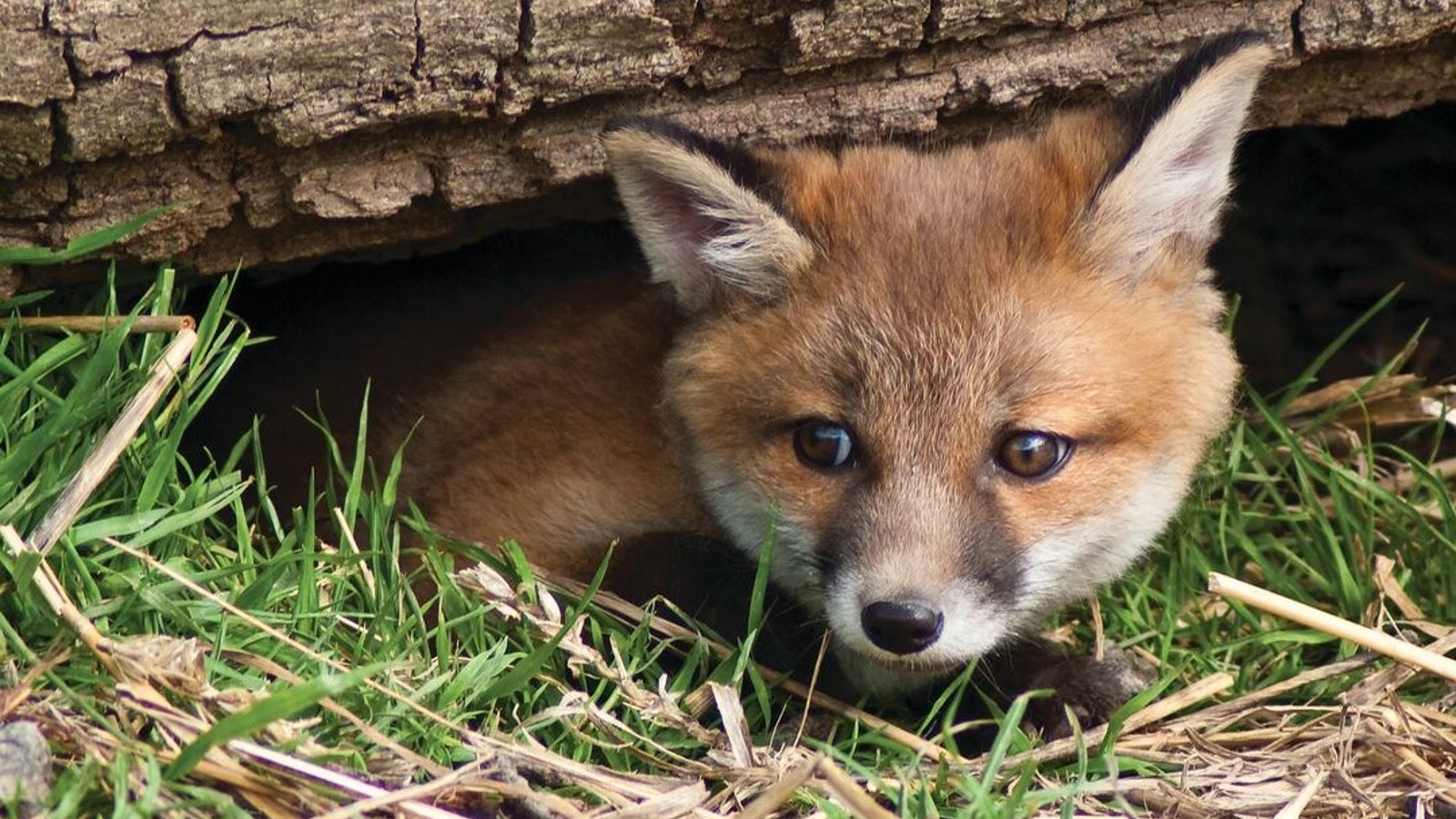 A photo of a fox cub hiding beneath a fallen tree