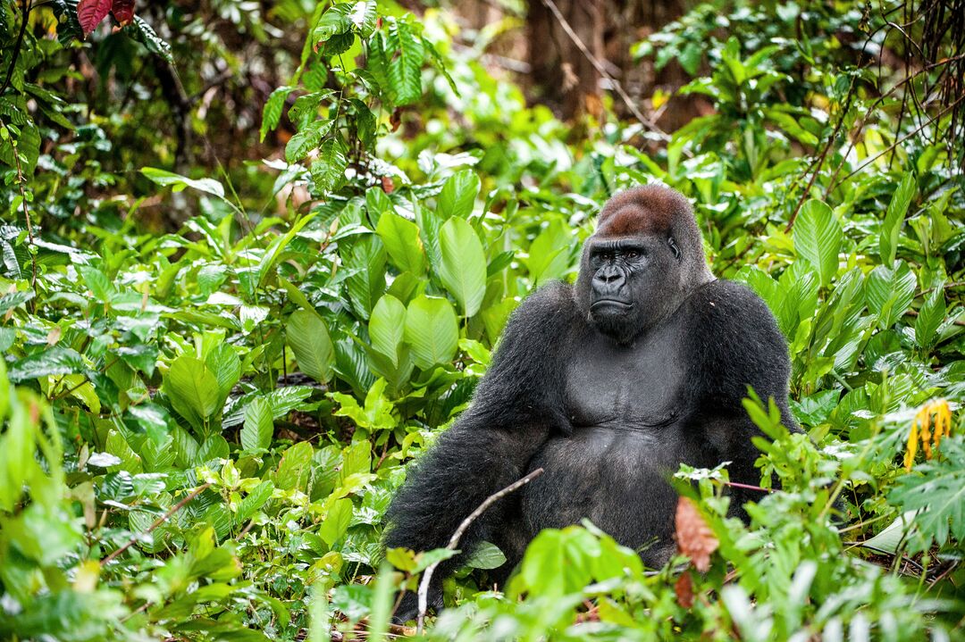 Portrait of a western lowland gorilla (Gorilla gorilla gorilla) close up at a short distance. Silverback - adult male of a gorilla in a native habitat. Jungle of the Central African Republic