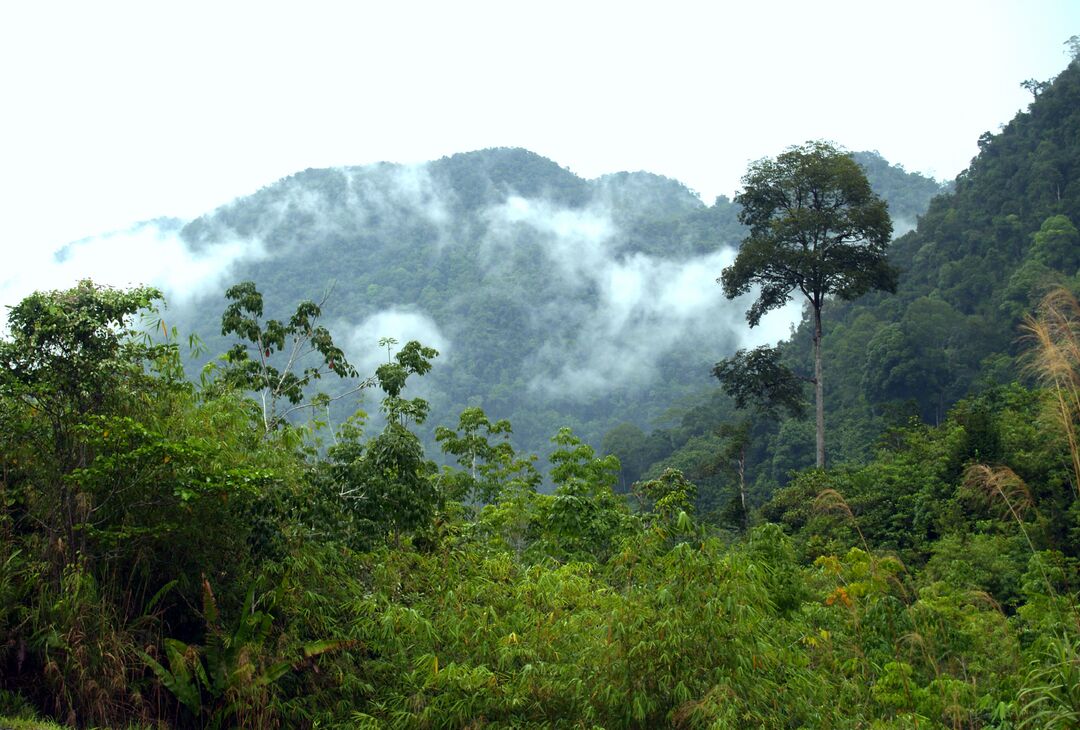 Landscape image of a rainforest, with tree covered hills and clouds rolling across the scence.