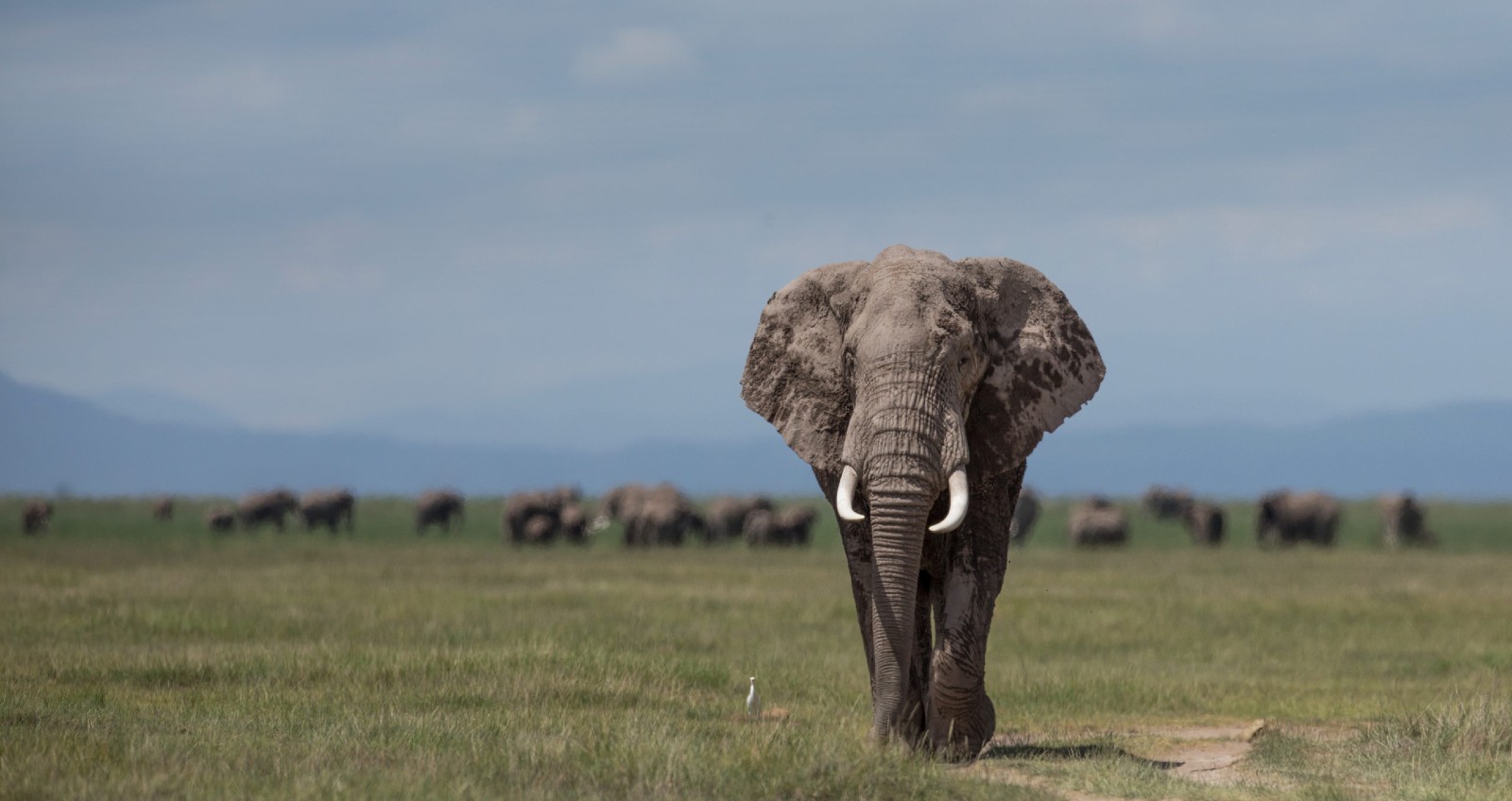 A large elephant with magnificent tusks walks across the African plain