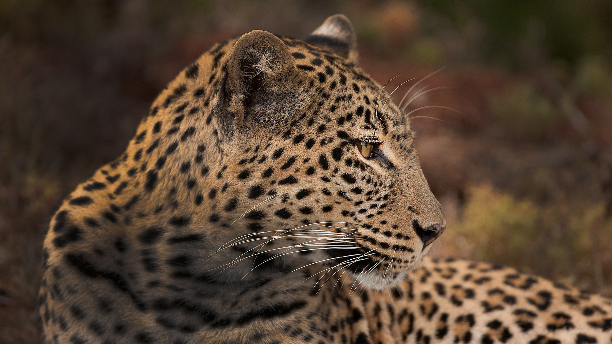 Close up image of the head and upper back of a leopard in the wild, looking to the right