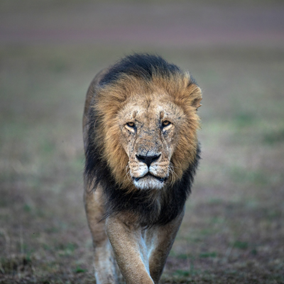 A male lion walking across the savannah
