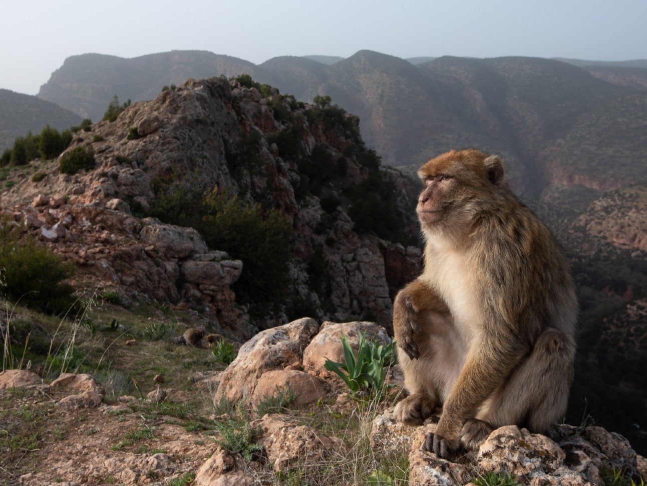 A macaque sat on a hilltop in Morocco
