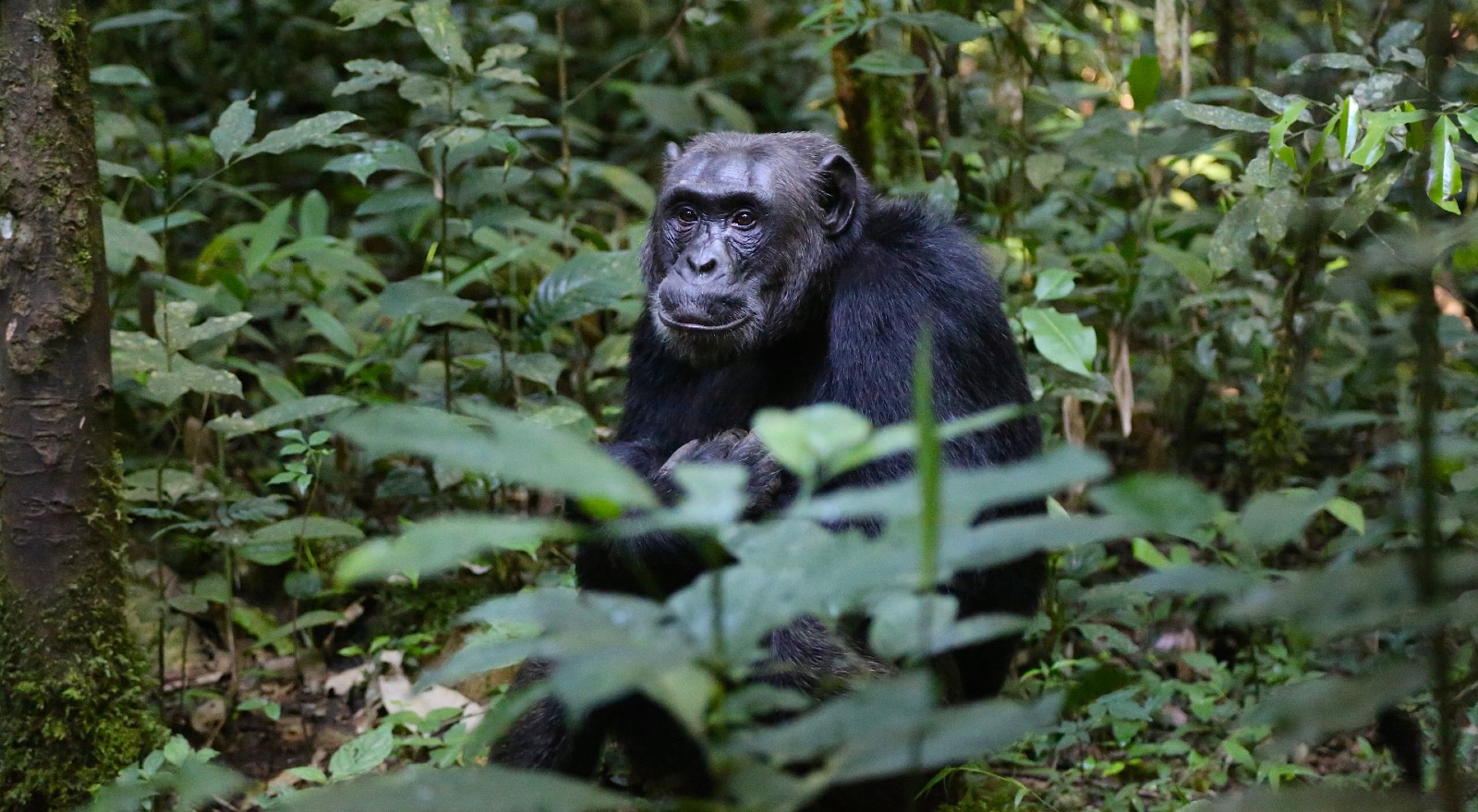 A primate sitting alone in the dense jungle undergrowth