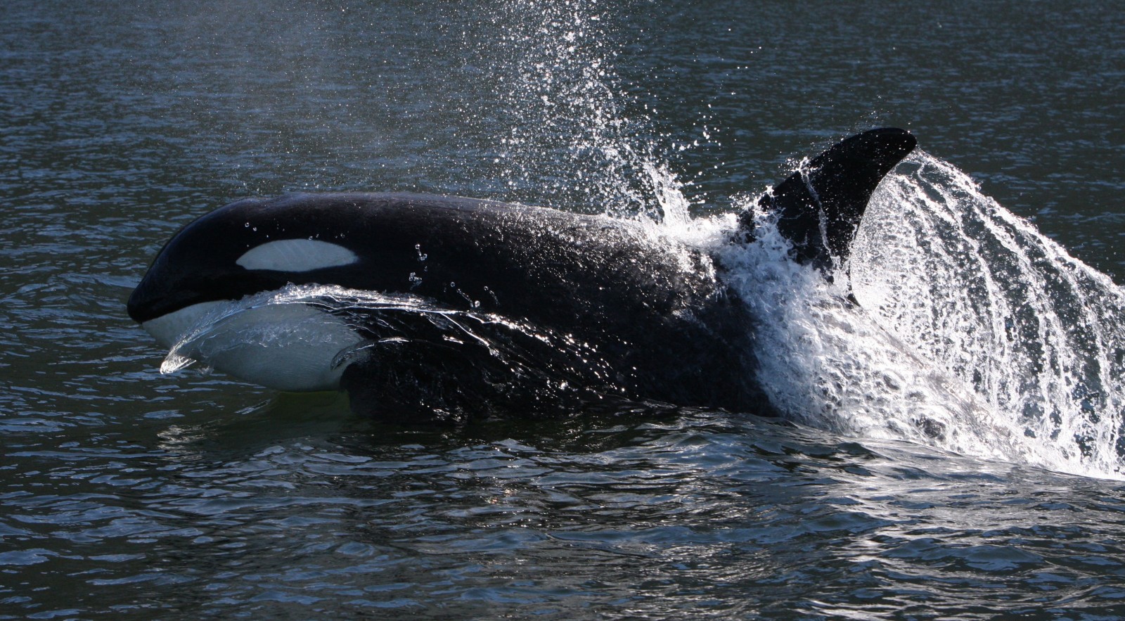 A photo of an orca whale leaping out of the sea with a splash!