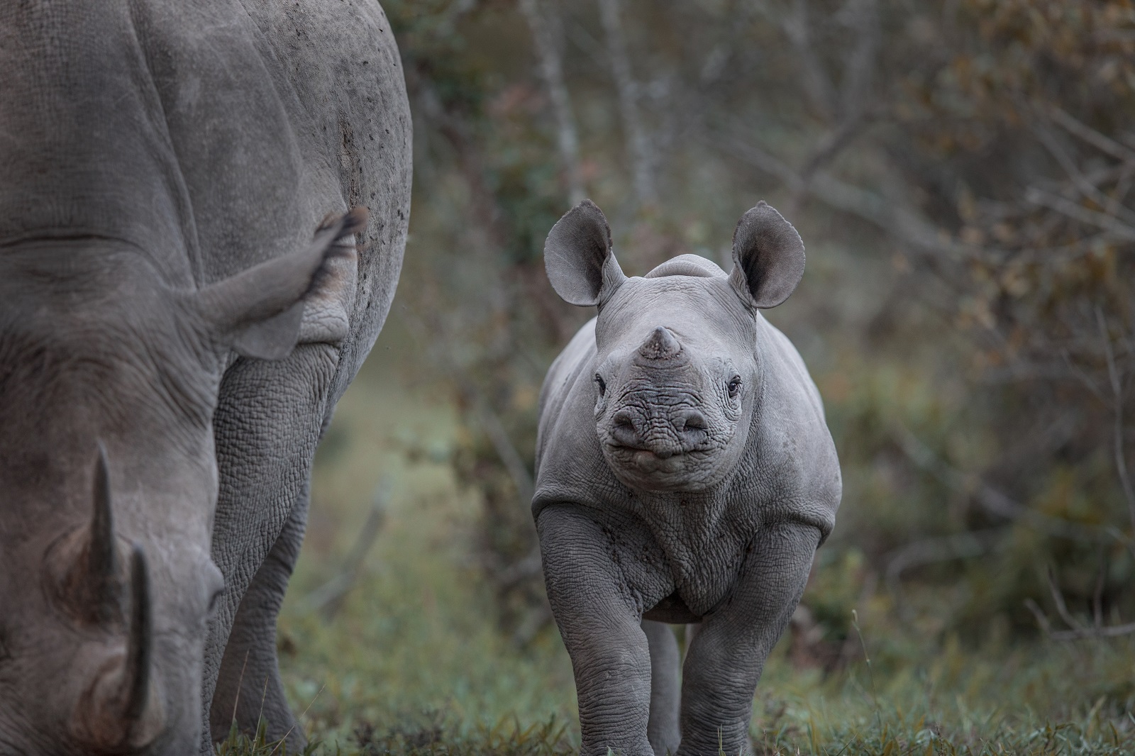 A close-up shot of a baby rhino, who is looking directly at the camera. To the left, the mother rhino stands protectively close, grazing on grass.