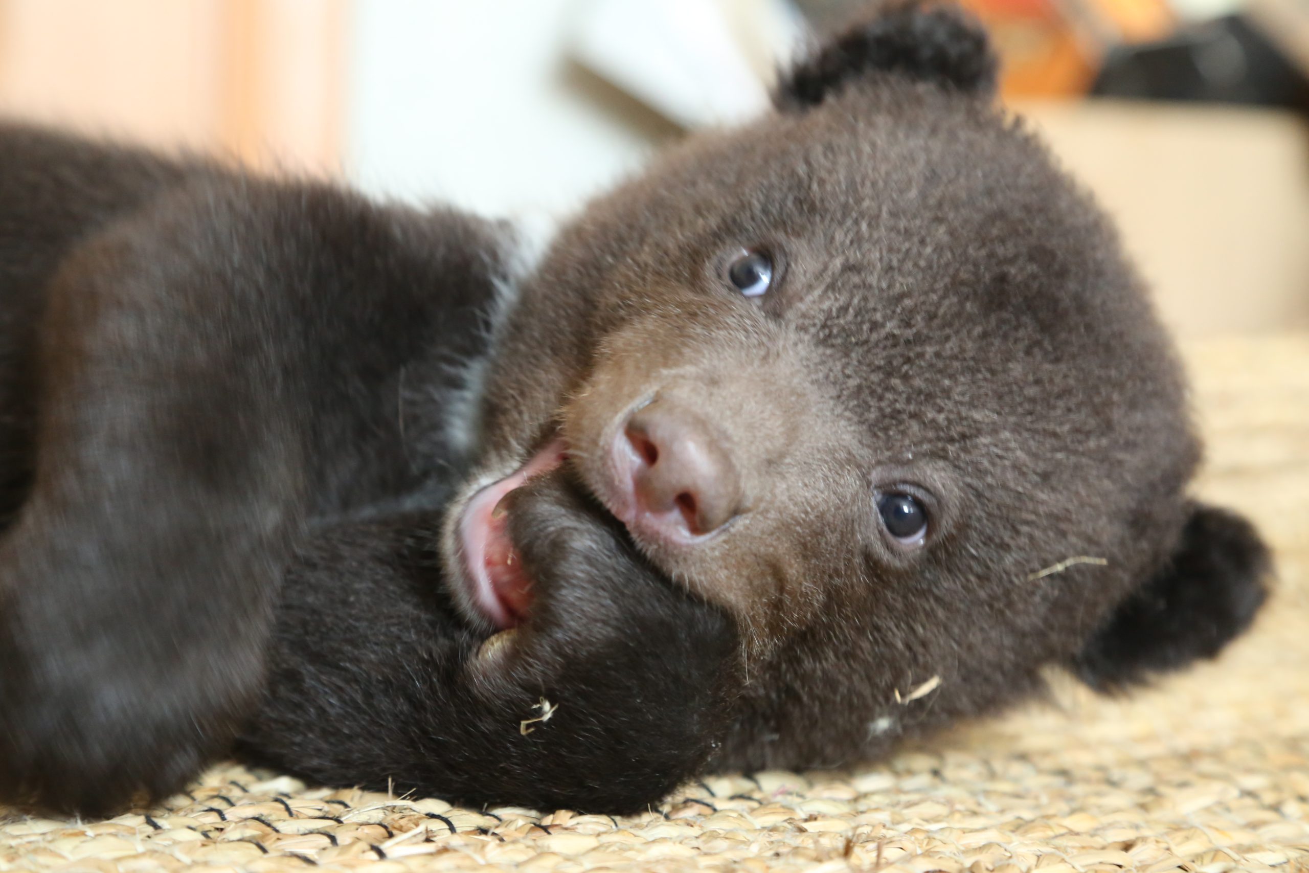 A tiny brown bear cub lying down looking at the camera