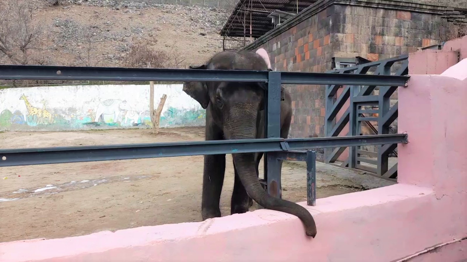 A photo of a lonely Asian elephant in a barren zoo enclosure