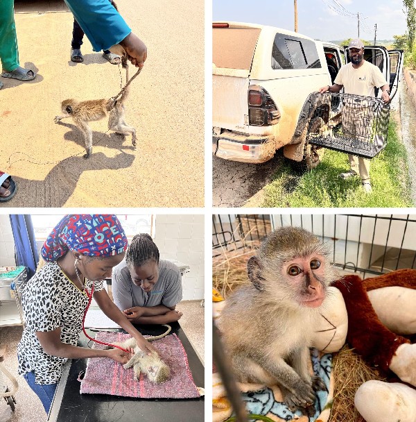 A selection of images showing primates pre-rescue, during rescue, undergoing medical treatment and at the point of release
