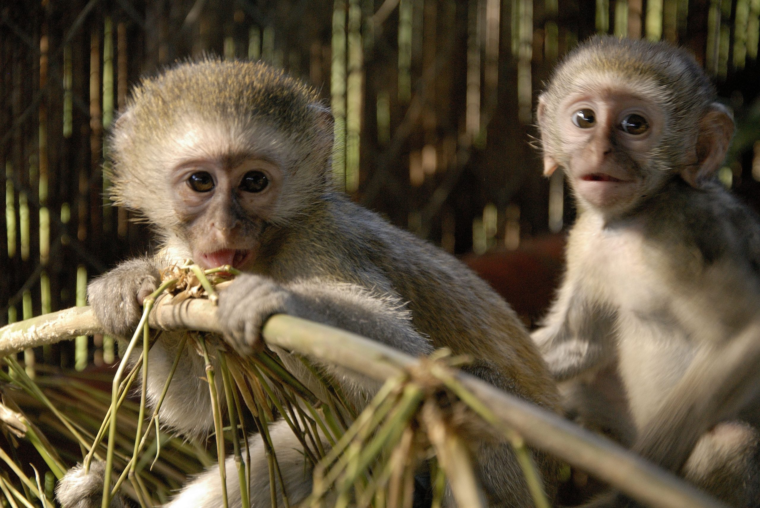 Monkey rescue in Zambia - Born Free