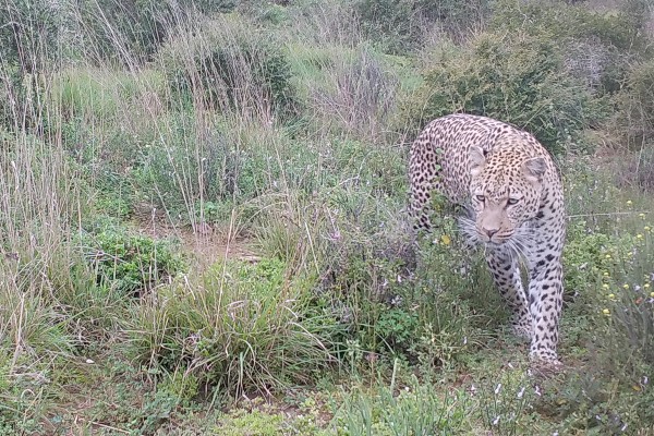 A photo of a leopard in the long grass in South Africa