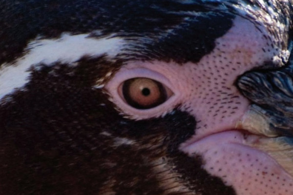 A close-up image of a bird's eye