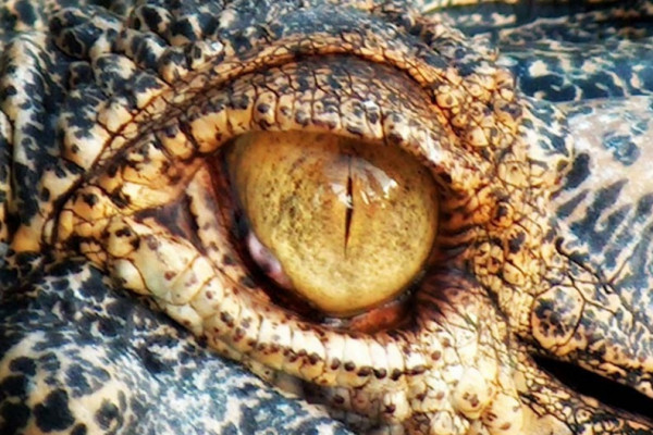 A close-up image of a reptile's eye