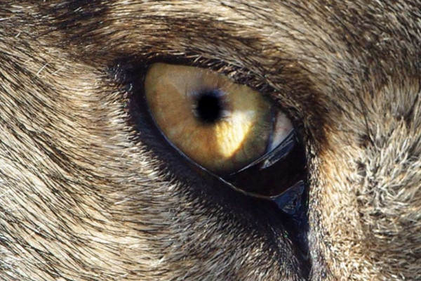 A close-up image of a big cat's eye
