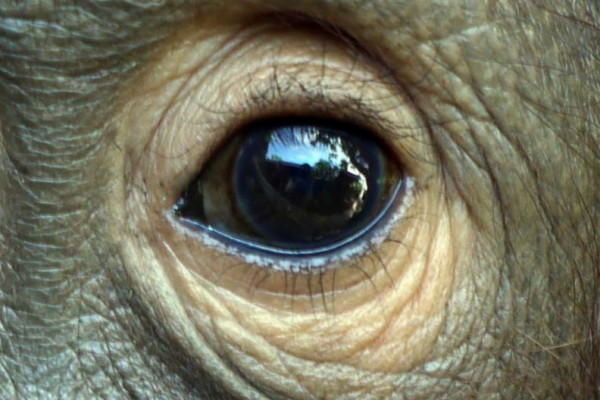 A close-up image of an orangutan's eye