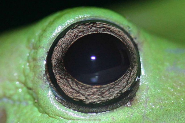 A close-up image of a frog's eye
