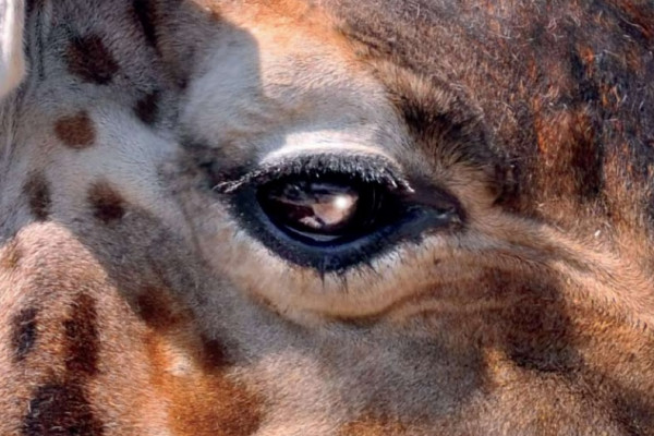 A close-up image of a giraffe's eye