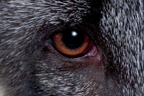 A close-up image of a wolf's eye