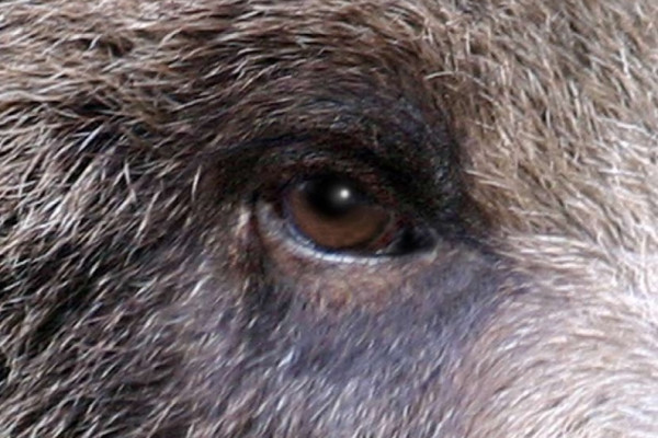 A close-up image of a bear's eye