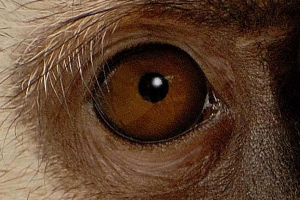 A close-up image of a primate's eye