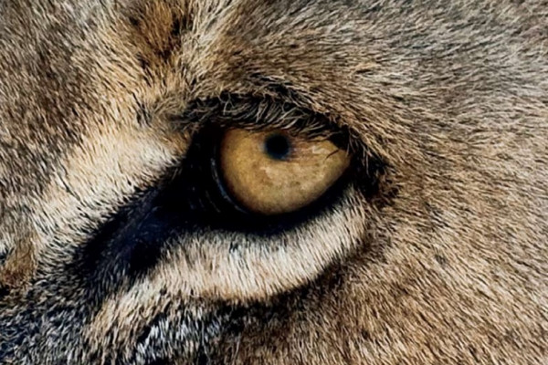 A close-up image of a big cat's eye